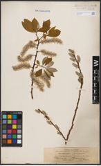 Foto von Salix caprea L.
